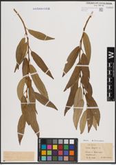 Foto von Salix fragilis L.